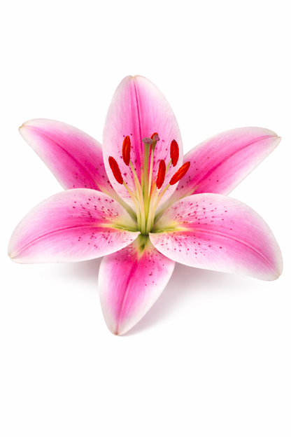 🌸 Collection Fleur – Grip 3D Kawaii