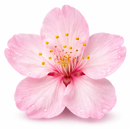 🌸 Collection Fleur – Grip 3D Kawaii